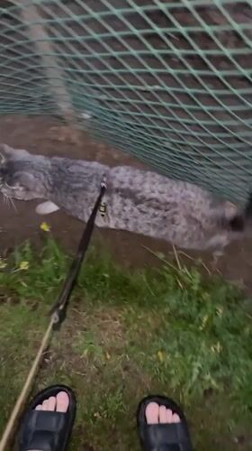 Pets playing and resting captured in Nizhny Tagil