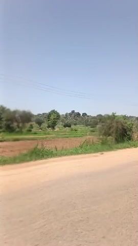 A video taken from a moving vehicle depicts a rural landscape on a sunny day.  The camera is positioned alongside a paved road, with agricultural fields extending to the left. The fields alternate between freshly tilled brown earth and patches of green vegetation. In the distance, a small, rocky hillock is visible, dotted with sparse trees. Power lines stretch across the sky. A car briefly passes by on the right of the screen. Strong winds are evident, affecting the surrounding trees.
