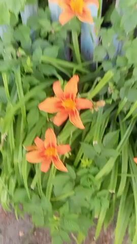 The video shows a close-up of orange daylilies with green foliage. Some of the daylilies are in full bloom, while others are still in bud. The flowers are on long, thin stems. The leaves are long and slender. The video pans across the flowers and foliage, showing them in different lighting conditions. The background is blurred and appears to be a fence or a wall. The video is shot in natural light, and the colors are vibrant and rich. The overall impression is one of natural beauty and tranquility.