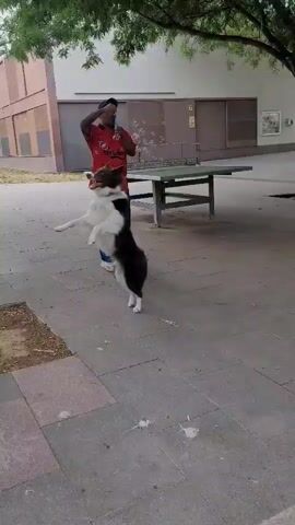 The video depicts an outdoor scene in Sant Just Desvern, Spain, featuring a man and a dog playing with bubbles.

The man, positioned on the right side of the frame, wears a red short-sleeved t-shirt with a visible "Carlsberg" logo, black athletic pants with a blue stripe down the side, and white sneakers. He is actively blowing bubbles, holding a bubble wand near his face.

The dog, a medium-sized breed with distinct brown and white fur and a bushy white-tipped tail, is the central focus of the interaction. It enthusiastically chases and attempts to catch the bubbles, displaying clear signs of excitement and playfulness, with its tail often wagging.

The setting is a paved outdoor area, likely a public space such as a plaza or courtyard. The ground is composed of large, light and dark grey paving stones. In the background, a green outdoor ping-pong table is visible, along with modern-style buildings featuring brown and off-white facades. Several trees provide shade, with a tree trunk also appearing in the foreground to the left. The scene is brightly lit by natural daylight, suggesting pleasant weather conditions.