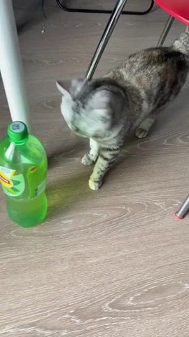 A cat is playing with a plastic bottle of Lipton iced tea on a wooden floor. The cat is gray and tabby, with short fur. It is batting at the bottle with its paws and sniffing it. The bottle is green and has a yellow label with the Lipton logo. There are also some white chairs in the background.