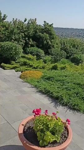 The video opens with a close-up of a potted plant with pink flowers, then pans out to reveal a lush garden landscape. The garden features various types of greenery, including dense bushes and low-lying shrubs with yellow and green foliage. A paved pathway leads down into the garden. In the background, a town or city is visible nestled in a valley, with mountains in the distance under a clear blue sky. The camera continues to pan, showing more of the garden and a winding road. A large, mature tree stands prominently in the middle ground, and beyond it, a fenced-off area with manicured plants is visible. The video ends with a view of more greenery and the road. There are no people visible in the video.