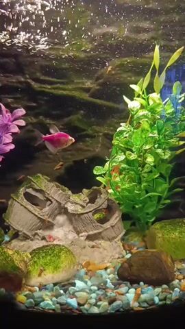 This media file shows a freshwater aquarium with several small fish swimming. The aquarium is decorated with artificial plants, rocks, and a sunken ruin ornament. The gravel at the bottom of the tank is a mix of blue, white, and natural-colored pebbles. Bubbles are rising from the bottom of the tank, indicating an aeration system is in place. The lighting in the aquarium appears to be artificial, creating a well-lit environment. The overall scene is peaceful and serene, showcasing a vibrant aquatic ecosystem. There is no visible text in the media file.