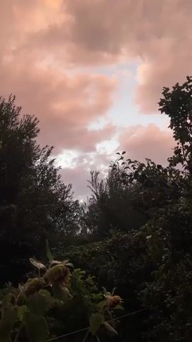 A vertical video shows a view of the sky through dense foliage. The sky is filled with soft, pinkish-orange clouds, indicative of a sunset or sunrise. Silhouetted against the sky are the tops of trees and shrubs. In the foreground, there are two sunflowers, their heads drooping. The overall impression is one of a peaceful, natural scene.