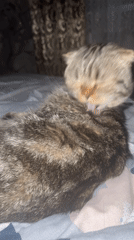 Woman documents quiet evening moments with tabby cat in Chaikovsky