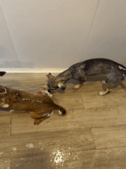 Dog bathed indoors at Vietnamese heritage area