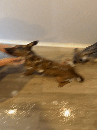 Dog bathed indoors at Vietnamese heritage area