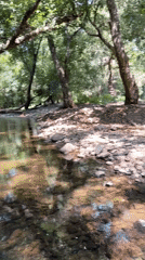 Clear stream documented flowing through wooded area in Mexico