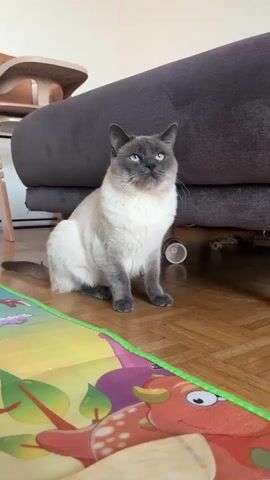 A cream-colored cat with dark points on its face, ears, paws, and tail sits on a wooden floor, playing with a human hand. The cat, possibly a Siamese or Ragdoll, is in a crouched position, intently focused on the hand that enters the frame from the bottom. It quickly bats at the hand with its paws while emitting a sharp, playful vocalization. A colorful mat is visible on the floor in front of the cat, and a grey sofa along with part of a wooden high chair are in the background, suggesting an indoor living space. The lighting indicates it is daytime.
