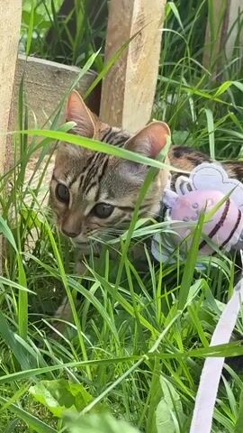 A kitten with tabby markings and bright green eyes is partially hidden in tall green grass. It is wearing a blue and white harness with a pink, bee-shaped attachment on its back. The kitten's mouth is open, and it appears to be meowing or making a vocalization. In the background, there are wooden posts and more greenery. The camera is positioned low, at the kitten's eye level.