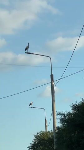 The video shows a low-angle view of two storks perched on streetlights against a sky with scattered clouds. The storks appear to be in a rural or suburban setting, with trees visible in the foreground. The camera is panning slowly to the right, capturing the storks on the streetlights. One streetlight is closer to the camera and the other is further away. The video is about 3 seconds long.