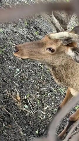A close-up shot of a deer, with antlers, stands in what appears to be a muddy enclosure. The deer is facing to the left, with its head lowered. Its body is a light brown color, and its legs are dark brown. The ground is covered in mud and some dry leaves and twigs. The background is blurred, but it appears to be a natural environment, possibly a forest. The deer is partially obscured by branches in the foreground.