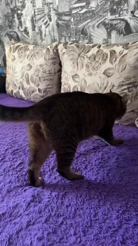 A tabby cat is walking on a purple furry surface. The cat has black stripes on its brown fur. The cat's tail is long and striped. The cat is facing to the right of the frame. Behind the cat, there are two pillows with a floral pattern. The pillows are against a wall with black and white wallpaper that depicts a cityscape.