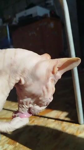 The video shows a close-up profile view of a hairless cat's head and paw. The cat is pinkish-skinned with visible wrinkles on its face. Its tongue is extended and appears to be licking its paw. The background is blurred but shows a wooden surface and what looks like furniture and possibly a printer. The lighting suggests it is daytime with sunlight casting shadows.