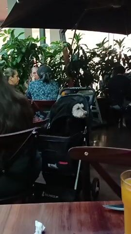 The scene shows a small white dog sitting in a black stroller at a restaurant or cafe. The stroller is partially covered with a black cloth. The dog is looking to the right of the frame. People are sitting at tables around the stroller. There's a wooden table in the foreground with a glass of orange juice and a crumpled napkin on it. Lush green plants are visible in the background, along with other diners and staff. The seating area appears to be shaded by umbrellas.
