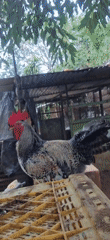 Rooster spotted on crate in Venezuelan village