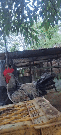 Rooster spotted on crate in Venezuelan village