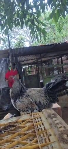 Rooster spotted on crate in Venezuelan village