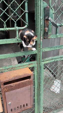 Kitten on gate, Paris painting observed Sunday morning