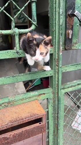 Kitten on gate, Paris painting observed Sunday morning