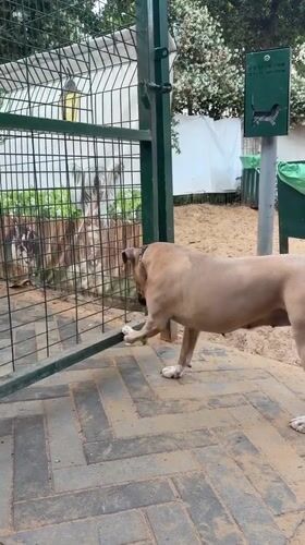 Dog tries to open gate with paw at Ramat Gan park