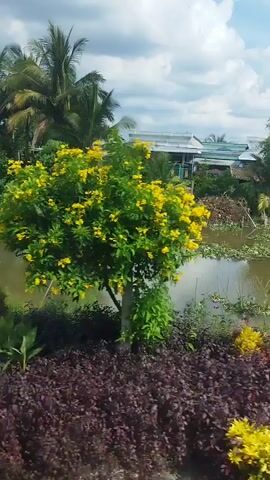The video shows a view from a moving vehicle, likely a car or boat, traveling along a canal or river. The water is murky and appears to have a lot of floating vegetation. The banks of the waterway are lined with lush greenery, including palm trees, flowering bushes with yellow and red blooms, and other dense foliage. In the background, several houses with light-colored roofs can be seen nestled among the trees. A small concrete bridge with pillars spans the water in the first few seconds of the video. The sky is cloudy but bright, indicating daylight. The overall impression is a rural, tropical landscape.