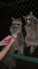 Raccoons hand-fed through a fence at a Pazardzhik enclosure