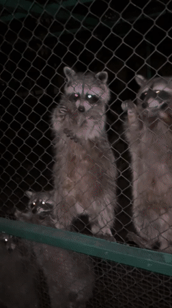 Raccoons hand-fed through a fence at a Pazardzhik enclosure