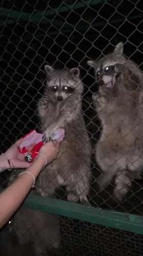 Raccoons hand-fed through a fence at a Pazardzhik enclosure