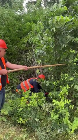 Two men, wearing orange hard hats and high-visibility vests, are in a densely vegetated area. The man in the foreground, on the left, is wearing a black shirt and blue jeans. He holds a long wooden pole with both hands, pointing it towards the foliage. The second man, to the right and slightly behind, is also wearing a vest and hard hat. He is bent over and appears to be using a tool, possibly shears or a saw, to cut branches from a tree. The environment is overgrown with green foliage and trees, suggesting an outdoor, possibly rural or unmaintained setting. The lighting indicates it is daytime.