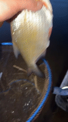 Evening fishing session yields bream catch on Kama River