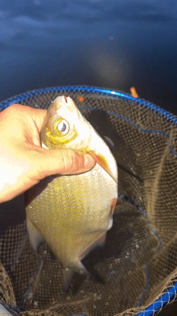 Evening fishing session yields bream catch on Kama River