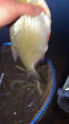 Evening fishing session yields bream catch on Kama River