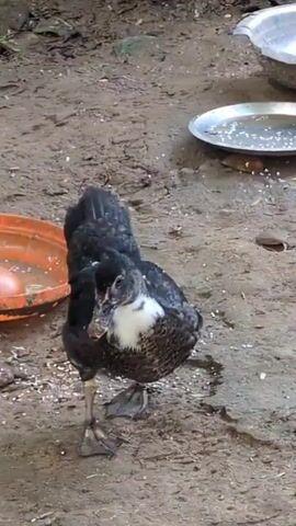 A duck with dark plumage and white markings on its chest and face walks across a dirt ground. In the background, there is an orange bowl with water and possibly eggs, and a metal bowl with water. Small white specks, likely seeds or grain, are scattered on the ground. The duck is the primary subject, and its movement is the main action. The environment appears to be an outdoor enclosure or farmyard.