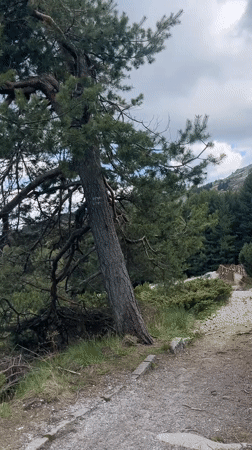 Nature walk documented in Bistritsa Bulgaria forests and streams