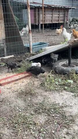 The video shows a farmyard scene. In the foreground, several black chicks and a few white chicks are pecking at food in a red trough. Behind them, a large, dark-colored dog lies on its back in the dirt, kicking its legs. In the background, a chicken coop is visible, with several adult chickens, including white, brown, and orange ones, walking around. The environment is dusty and appears to be outdoors with some sparse vegetation.