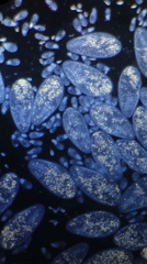 Microscopic examination of paramecia documented in Ribeira Grande