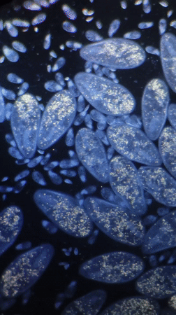 Microscopic examination of paramecia documented in Ribeira Grande