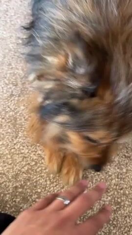 A hand wearing a silver chain bracelet reaches down to touch a brown, black, and blonde dog lying on the floor. The floor is speckled with small brown and white flecks. The dog's body is stretched out, and it appears to be resting comfortably. The hand briefly touches the dog's face and then gently pats the top of its head. The dog's expression is not clearly visible.