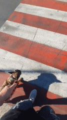 Brindle dog crosses a pedestrian crossing in Ivano-Frankivsk