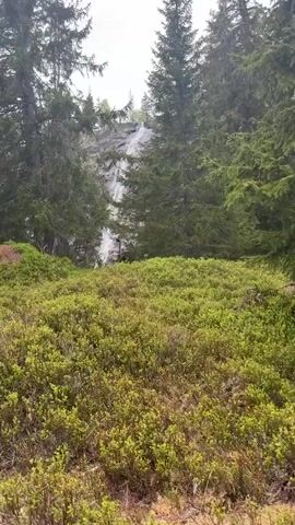 The video shows a wide shot of a lush, green field of low-lying shrubbery bordered by tall evergreen trees. A waterfall is partially visible in the distance, cascading down a rock face between the trees. A person wearing a hat and dark clothing is near the base of the waterfall. The weather appears overcast. The camera remains stationary throughout the video.