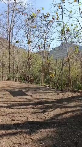 The video shows a walking tour of an outdoor historical site. The viewer is walking on a dirt path in what appears to be a dry, wooded area. Trees with sparse leaves and bare branches are visible, along with rolling hills in the background. The path leads to a large, dark rock formation with a rectangular opening, possibly an entrance or window, carved into it. The area around the rock formation is also dry and covered in dirt and sparse vegetation. A sign with text is visible on a pole in the background, suggesting information about the site. The lighting indicates it is daytime, with sunlight casting shadows on the ground.