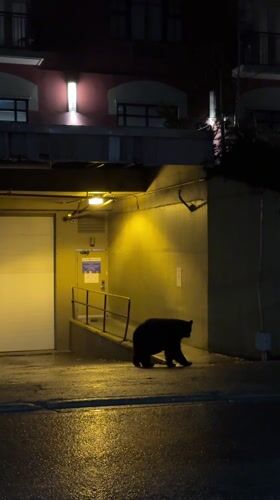 Security footage and black bear sighting recorded in Whistler