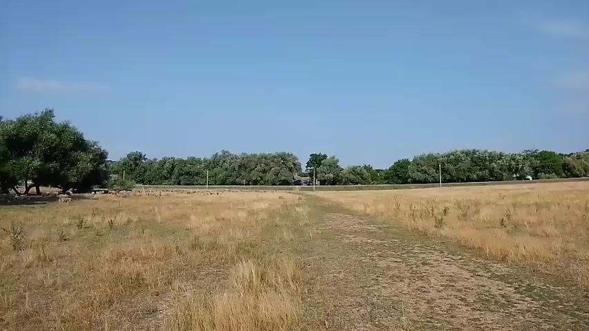The video shows a wide shot of a dry, grassy field with a dirt path leading through it. In the distance, there is a line of trees and what appears to be a road with a few vehicles. The sky is clear and blue. The camera is moving slightly, giving a sense of walking or gentle motion. There are no people visible in the video.