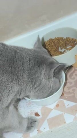 A grey cat eats from a white bowl. Behind it, a second white bowl contains dry cat food. The cat is on a patterned mat in front of a light-colored wall.