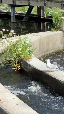 A seagull stands on a concrete ledge next to a body of water with flowing rapids. The water appears to be a canal or sluice, with a metal structure above it and vegetation growing from the side. The seagull is facing to the left and is mostly white with some black on its wings and head. The lighting suggests it is daytime, with sunlight illuminating the scene. The video is short and static, with no noticeable movement of the seagull or any other elements within the frame.