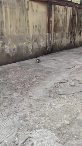 A stationary, gray-striped cat sits on a cracked gray cement surface in front of a wall. The wall is pale in color and has some areas where the paint appears to be peeling or damaged.  A rusty-colored pipe runs vertically along the wall. The cat faces the camera with its tail extended behind it.