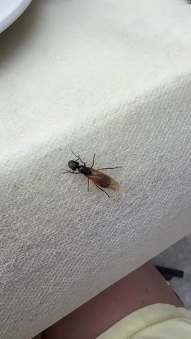 Here is a description of the video:

The video shows a black insect with wings on a white tablecloth. A finger with red nail polish touches the insect. A child can be heard saying something in the background, possibly about not touching it. The camera angle is from above, looking down at the insect. There is a white plate to the left of the insect.