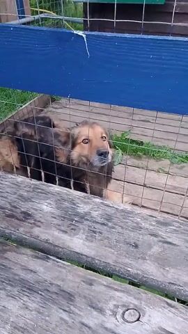 The video shows a medium-sized dog with brown and black fur in a fenced enclosure. The dog is lying down and looking up. The enclosure has a wooden floor and a wire mesh fence. There is a wooden bench in the foreground and a blue wooden barrier above the fence. The background appears to be an outdoor setting with some greenery. The dog occasionally whines.