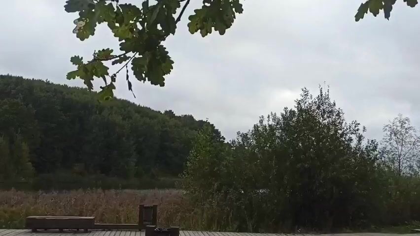 The video shows a wooden boardwalk with a bench and a fire pit in the foreground. Beyond the boardwalk is a body of water covered in dry reeds. A dense forest of green trees covers a hillside in the background. The sky is overcast and gray. Oak leaves hang from branches in the upper part of the frame. The scene is outdoors in a natural setting.
